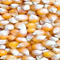 Manufacturers Exporters and Wholesale Suppliers of Maize Grains Navi Mumbai Maharashtra