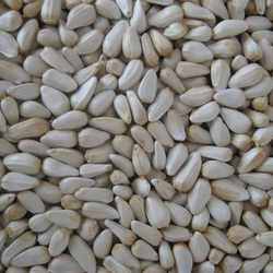 Manufacturers Exporters and Wholesale Suppliers of Safflower Seed Navi Mumbai Maharashtra