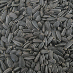 Sunflower Seed Manufacturer Supplier Wholesale Exporter Importer Buyer Trader Retailer in Navi Mumbai Maharashtra India