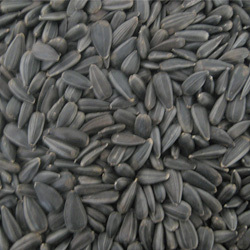 Sunflower Seed