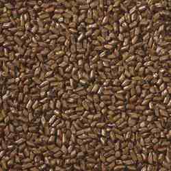 Manufacturers Exporters and Wholesale Suppliers of Cassia Tora Seed Navi Mumbai Maharashtra