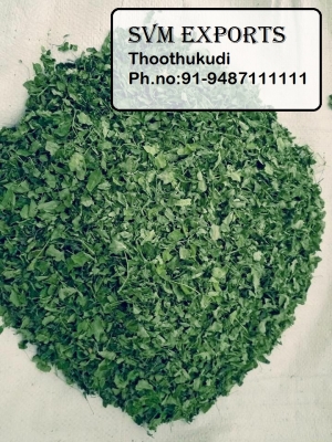 Manufacturers Exporters and Wholesale Suppliers of MORINGA LEAVES Tuticorin Tamil Nadu