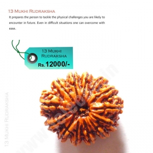 Manufacturers Exporters and Wholesale Suppliers of 13 Mukhi Rudraksha Delhi Delhi
