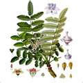 Frankincense Oil Manufacturer Supplier Wholesale Exporter Importer Buyer Trader Retailer in kannauj Uttar Pradesh India