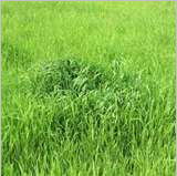 Manufacturers Exporters and Wholesale Suppliers of Gingergrass Oil kannauj Uttar Pradesh
