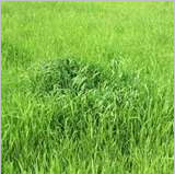 Gingergrass Oil Manufacturer Supplier Wholesale Exporter Importer Buyer Trader Retailer in kannauj Uttar Pradesh India