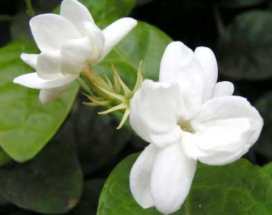 Manufacturers Exporters and Wholesale Suppliers of Jasmine Oil kannauj Uttar Pradesh