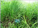 Lemongrass Oil Manufacturer Supplier Wholesale Exporter Importer Buyer Trader Retailer in kannauj Uttar Pradesh India