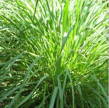 Manufacturers Exporters and Wholesale Suppliers of Citronella Oil kannauj Uttar Pradesh