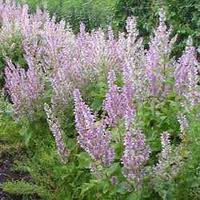 Manufacturers Exporters and Wholesale Suppliers of Clary Sage Oil kannauj Uttar Pradesh
