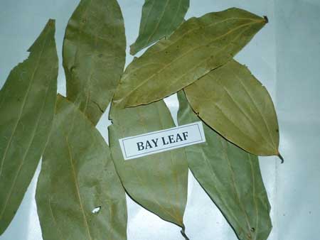 Manufacturers Exporters and Wholesale Suppliers of Bay Leaves Kapadwanj Gujarat