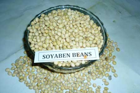 Manufacturers Exporters and Wholesale Suppliers of Soybean Seeds Kapadwanj Gujarat