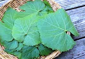 Manufacturers Exporters and Wholesale Suppliers of Grape Leaves Tuticorin Tamil Nadu