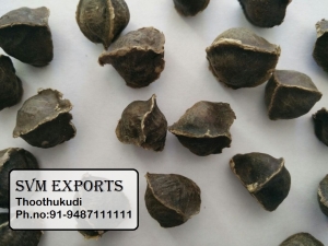 Moringa seeds wings less Manufacturer Supplier Wholesale Exporter Importer Buyer Trader Retailer in Tuticorin Tamil Nadu India