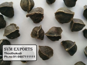 Manufacturers Exporters and Wholesale Suppliers of Moringa seeds wings less Tuticorin Tamil Nadu