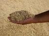 Manufacturers Exporters and Wholesale Suppliers of Grains Indore Madhya Pradesh