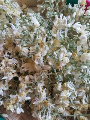Manufacturers Exporters and Wholesale Suppliers of Moringa Dry Flowers Tuticorin Tamil Nadu