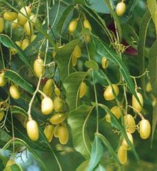 Neem Azadirachtin Manufacturer Supplier Wholesale Exporter Importer Buyer Trader Retailer in Gujarat Gujarat India