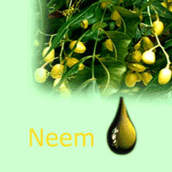 Manufacturers Exporters and Wholesale Suppliers of Bio Neem Oil Natural Cold Pressed Gujarat Gujarat