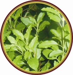 Manufacturers Exporters and Wholesale Suppliers of Tulsi Powder Gujarat Gujarat