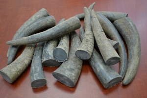 Manufacturers Exporters and Wholesale Suppliers of Buffalo horn tips SAMBHAL Uttar Pradesh