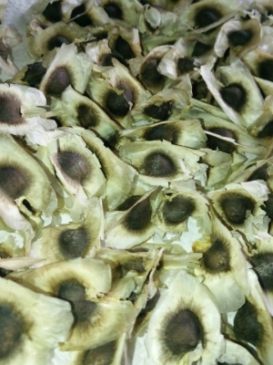 Manufacturers Exporters and Wholesale Suppliers of Moringa seeds with wings Tuticorin Tamil Nadu