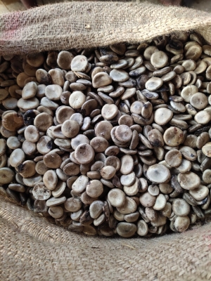 NUX VOMICA SEEDS Manufacturer Supplier Wholesale Exporter Importer Buyer Trader Retailer in Tuticorin Tamil Nadu India