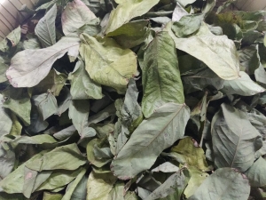 Manufacturers Exporters and Wholesale Suppliers of Casia Alata Tuticorin Tamil Nadu
