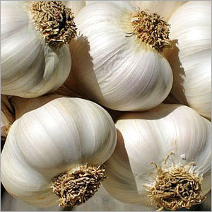 Manufacturers Exporters and Wholesale Suppliers of Garlic HOSUR Tamil Nadu
