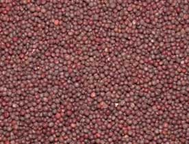 Manufacturers Exporters and Wholesale Suppliers of Mustard Seeds Raipur Chhattisgarh