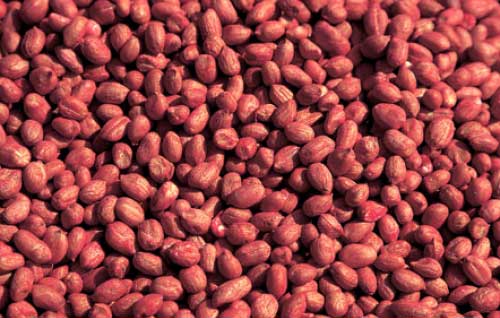 Peanut Kernels Manufacturer Supplier Wholesale Exporter Importer Buyer Trader Retailer in Raipur Chhattisgarh India