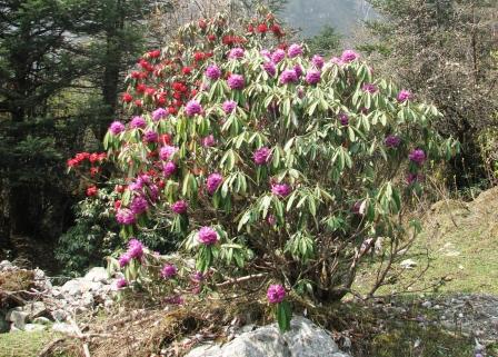 Manufacturers Exporters and Wholesale Suppliers of Rhododendron Tours Gangtok Sikkim