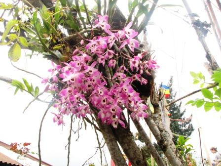 Manufacturers Exporters and Wholesale Suppliers of Orchid tours Gangtok Sikkim