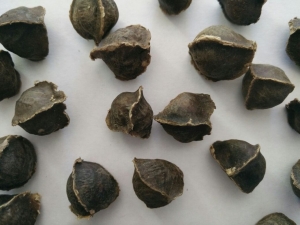 Manufacturers Exporters and Wholesale Suppliers of Moringa seeds without wings Tuticorin Tamil Nadu