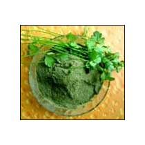Manufacturers Exporters and Wholesale Suppliers of Coriander Leaves Powder Barmer Rajasthan