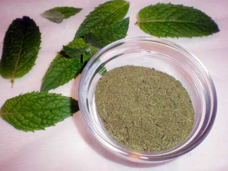 Manufacturers Exporters and Wholesale Suppliers of Mint Powder Barmer Rajasthan