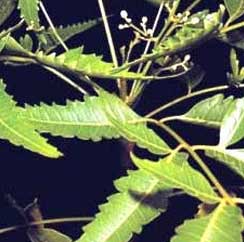 Manufacturers Exporters and Wholesale Suppliers of Neem Powder Barmer Rajasthan