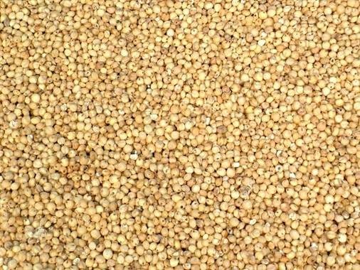 Manufacturers Exporters and Wholesale Suppliers of Sorghum Sabarkantha Gujarat