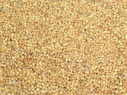 Sorghum Manufacturer Supplier Wholesale Exporter Importer Buyer Trader Retailer in Sabarkantha Gujarat India