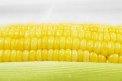 Sweet Corn Manufacturer Supplier Wholesale Exporter Importer Buyer Trader Retailer in Saleem Punjab India