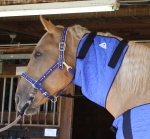 Horse Neck Cooler