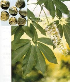Horse Chestnut extract Manufacturer Supplier Wholesale Exporter Importer Buyer Trader Retailer in Changsha  China