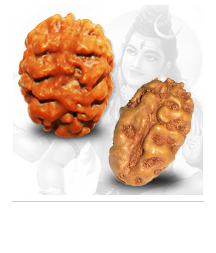 2 Mukhi Rudraksh Manufacturer Supplier Wholesale Exporter Importer Buyer Trader Retailer in New Delhi  India