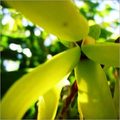 Manufacturers Exporters and Wholesale Suppliers of Ylang Ylang oil Kannauj Uttar Pradesh