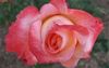 Manufacturers Exporters and Wholesale Suppliers of Pure Rose Oil Kannauj Uttar Pradesh