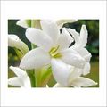 Manufacturers Exporters and Wholesale Suppliers of Tuberose Oil Kannauj Uttar Pradesh