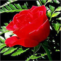 Rose Oil Services in Kannauj Uttar Pradesh India