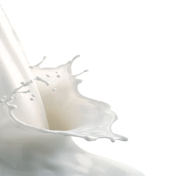 Edible Casein Manufacturer Supplier Wholesale Exporter Importer Buyer Trader Retailer in Nadiad Gujarat India