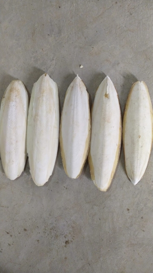 Manufacturers Exporters and Wholesale Suppliers of Cuttlefish Bone Tuticorin Tamil Nadu