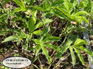 Manufacturers Exporters and Wholesale Suppliers of Insulin leaves powder Tuticorin Tamil Nadu